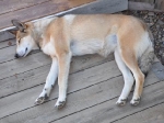 ein treuer Wachhund