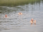 Badespass in Sibirien