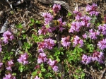 Thymian Thymian