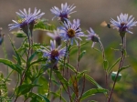Aster Aster