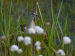 Bruchwasserläufer im Wollgras Bruchwasserläufer im Wollgras