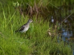 Bruchwasserläufer
