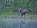 Elchkuh im Morgennebel am Wasser