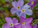 Kriechphlox