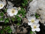 Blume