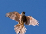 Merlin