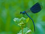 Prachtlibelle