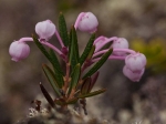 Rosmarinheide Rosmarinheide