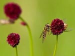 Schwebfliege auf Knopfkraut
