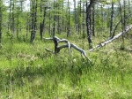 Taiga
