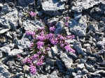 Blume Blume