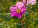 Taigarose Taigarose