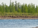 Wolf am Ufer der Tomba