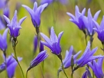Blaue Blume