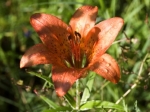 Lilienblüte in der Taiga Lilienblüte in der Taiga