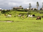 Dorf an der Nuja
