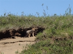 Der kleine Wolf Der kleine Wolf