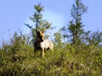 Junger Wolf Junger Wolf